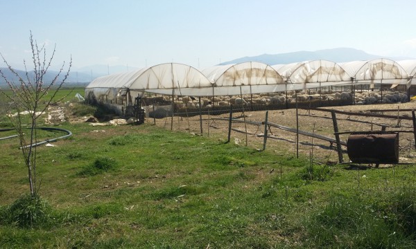 Mungesa e tokave me qira çon drejt falimentit fermerët e tufave të mëdha në Cërrik | Foto nga : Bardha Nergjoni