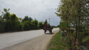 Zona bujqësore e Divjakës, ku kuajt dhe gomerët vijojnë të jenë mjet i rëndësishëm transporti. Foto: BIRN