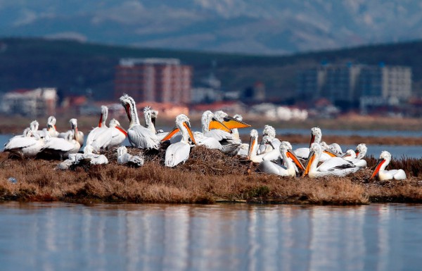 Ishulli i pelikanëve kaçurrel në lagunën Divjakë-Karavasta | Foto nga : Armando Babani/EPA